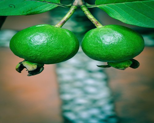 Fresh guava fruit slices with green leaves